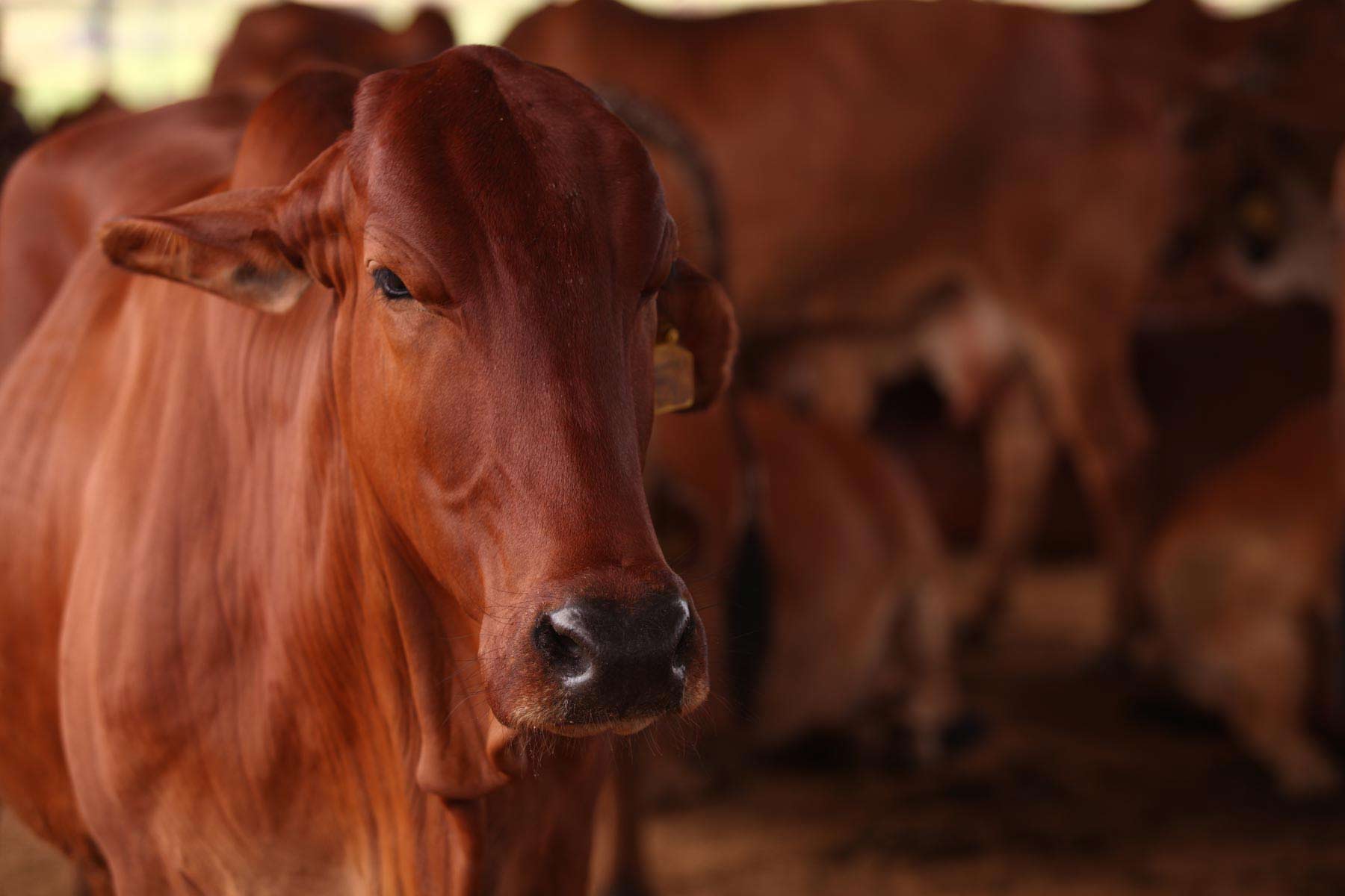 Cow Milk in Gurgaon